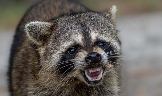 A raccoon showing its teeth while looking directly at the camera.