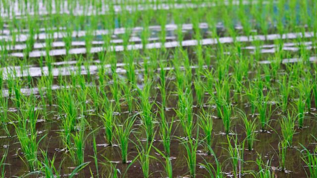 Rice seedlings in a field.