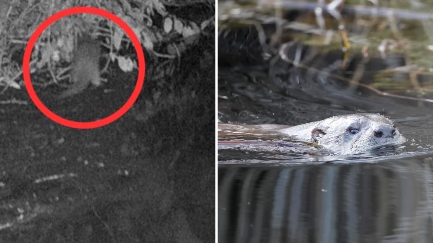 A river otter hiding in bushes and in water.