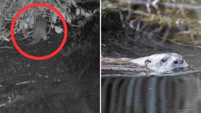 A river otter hiding in bushes and in water.