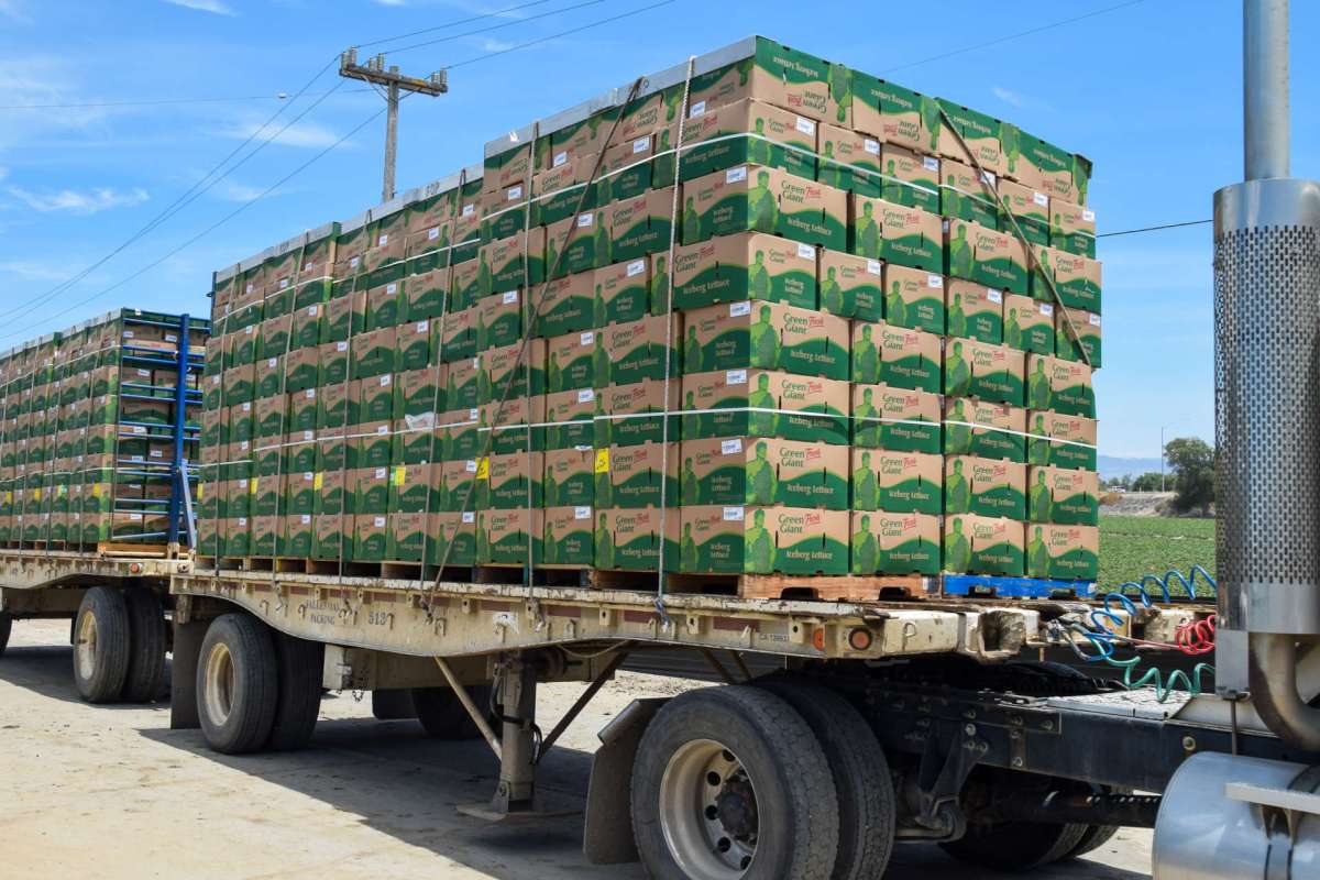 A truck trailer loaded with stacked boxes of iceberg lettuce.