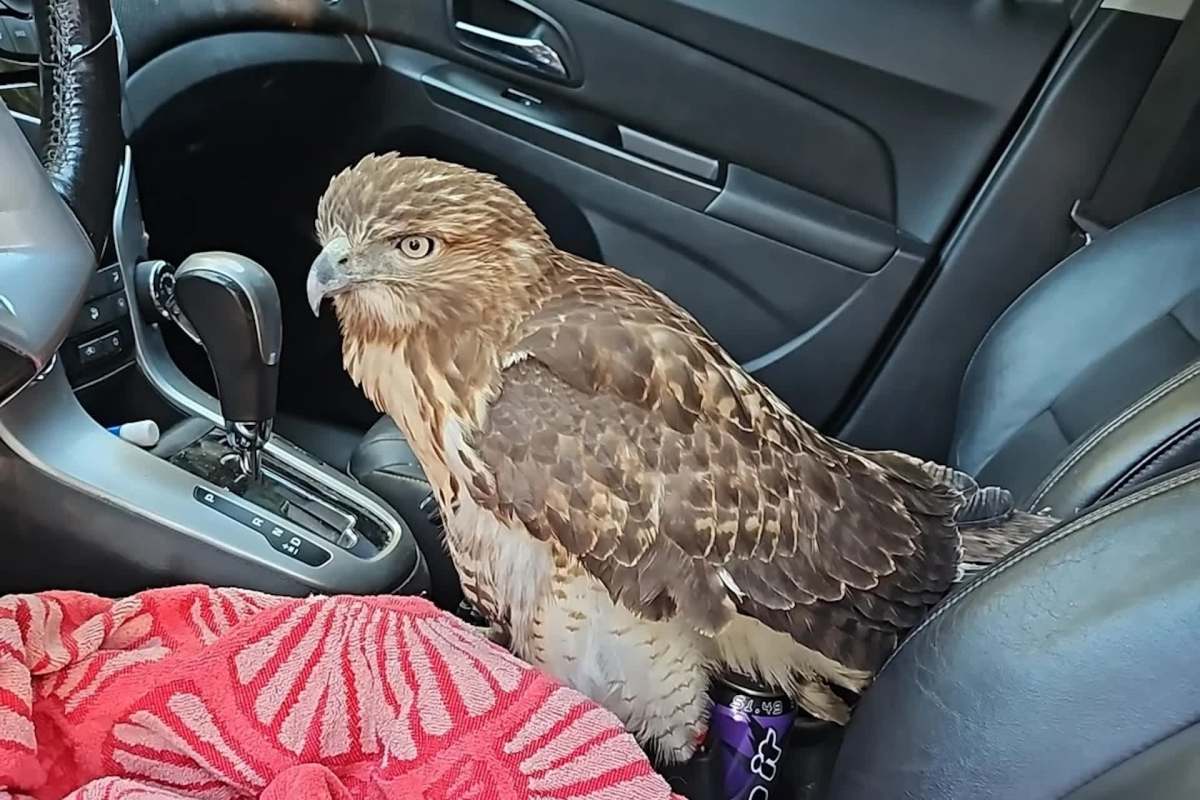 A hawk perches inside a car, next to a red blanket and a beverage can.