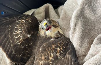 A surprised baby raptor.