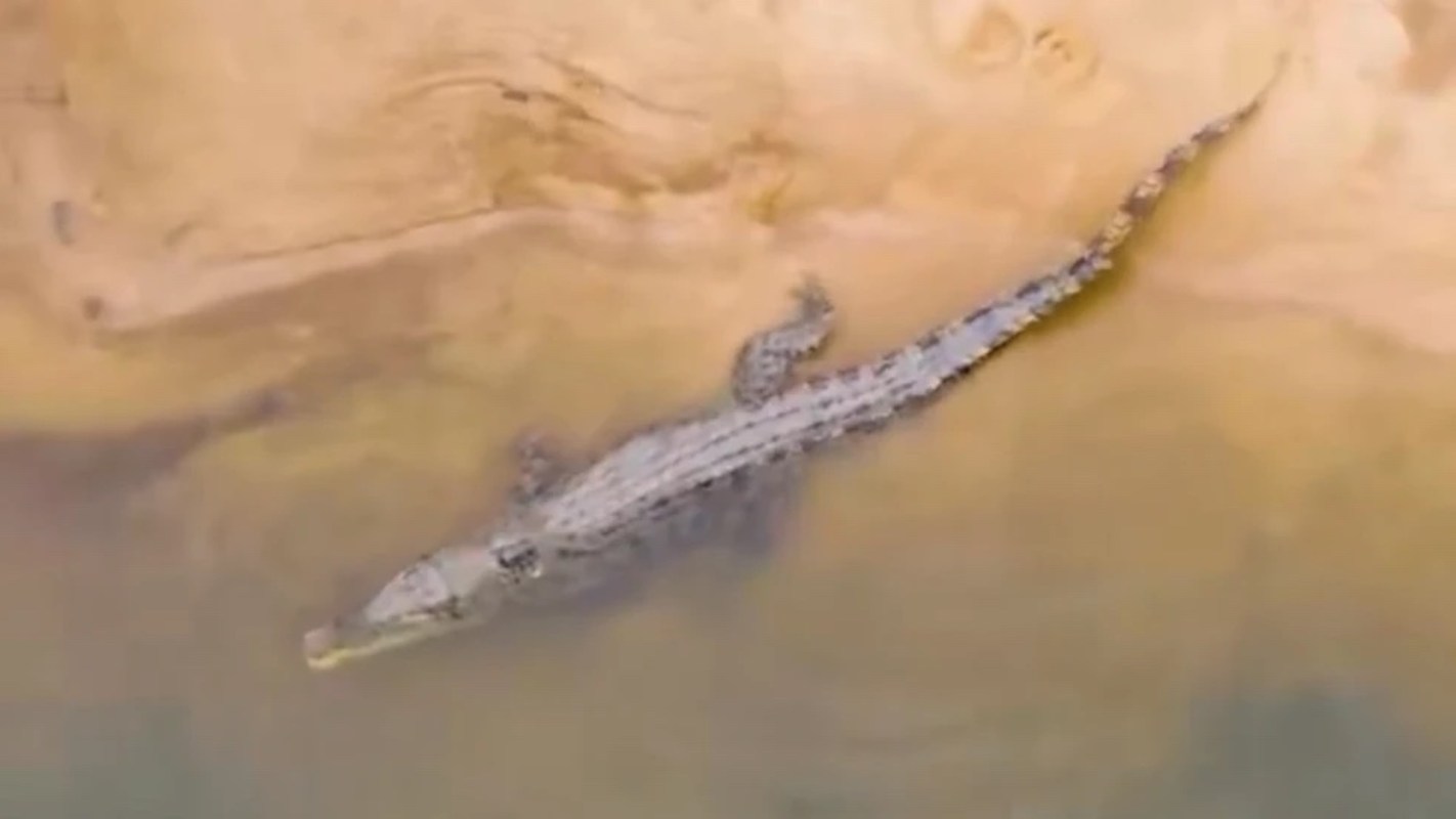 A crocodile rests in shallow water near a sandy bank.