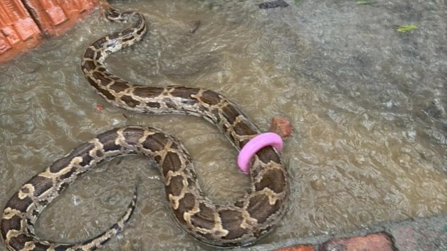 A python is partially submerged in water, with a pink plastic ring around its body.