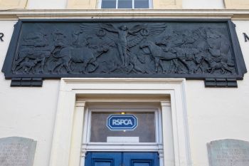 A relief sculpture depicting animals and a winged figure above an RSPCA entrance.