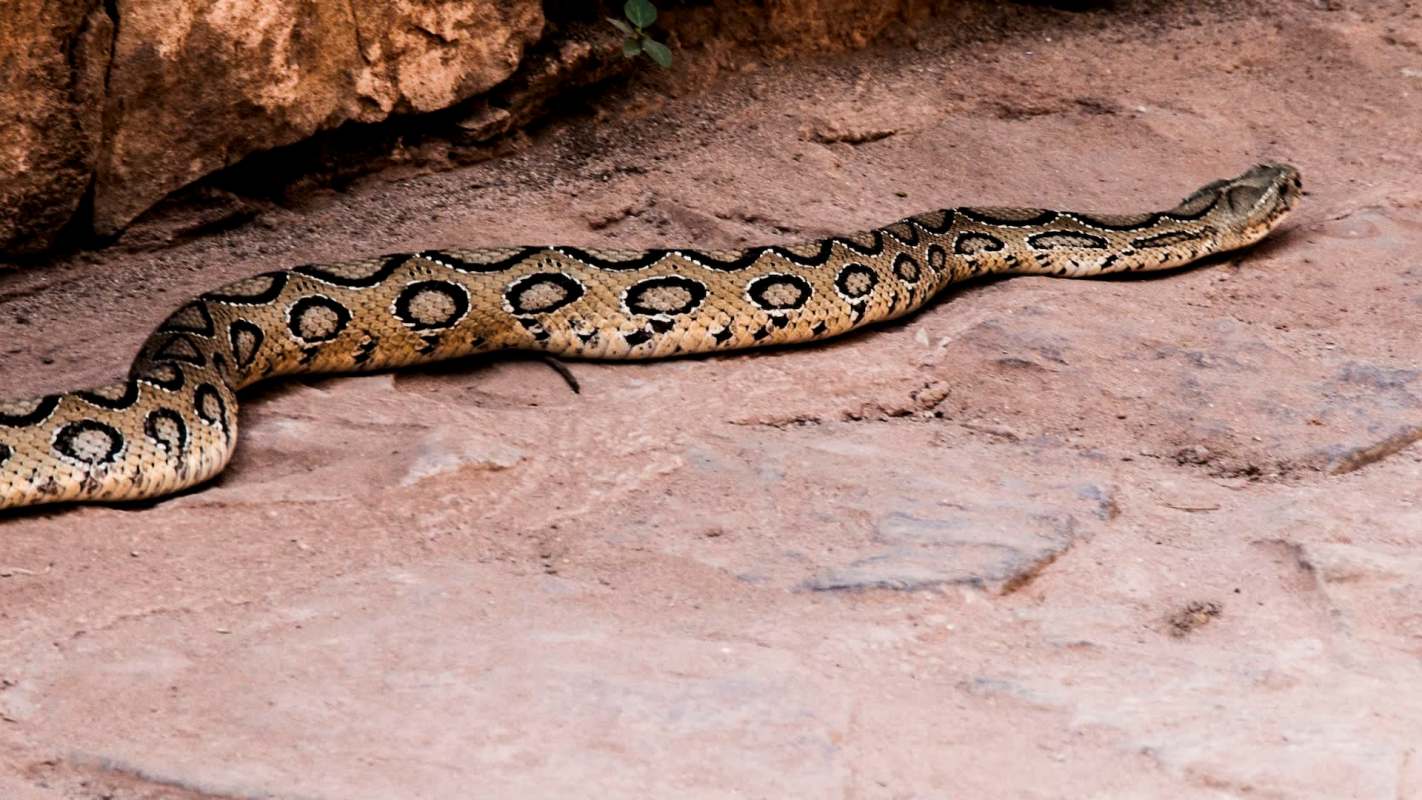 A snake with a patterned body slithers across a rocky surface.