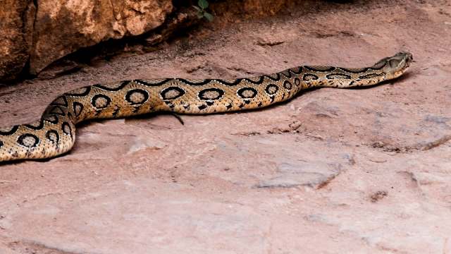 A snake with a patterned body slithers across a rocky surface.