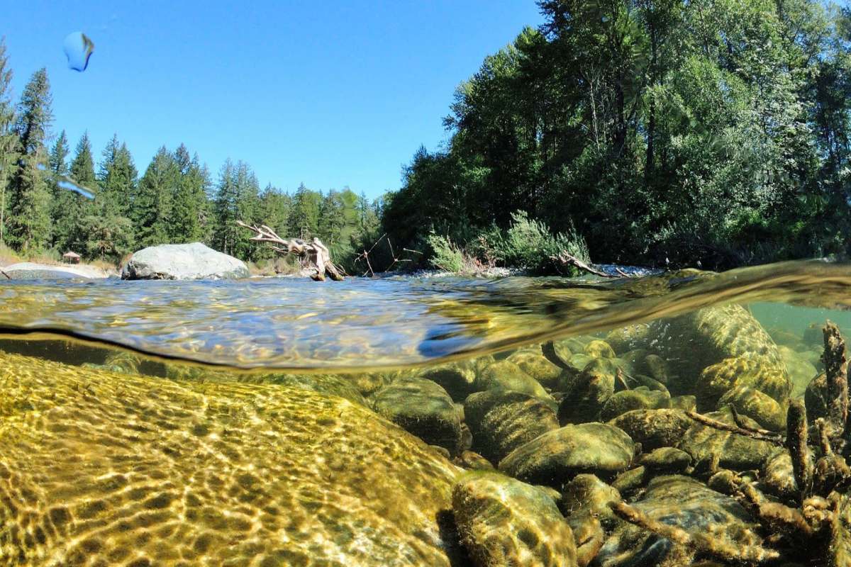 A view of a river with rocks underwater and trees along the bank.