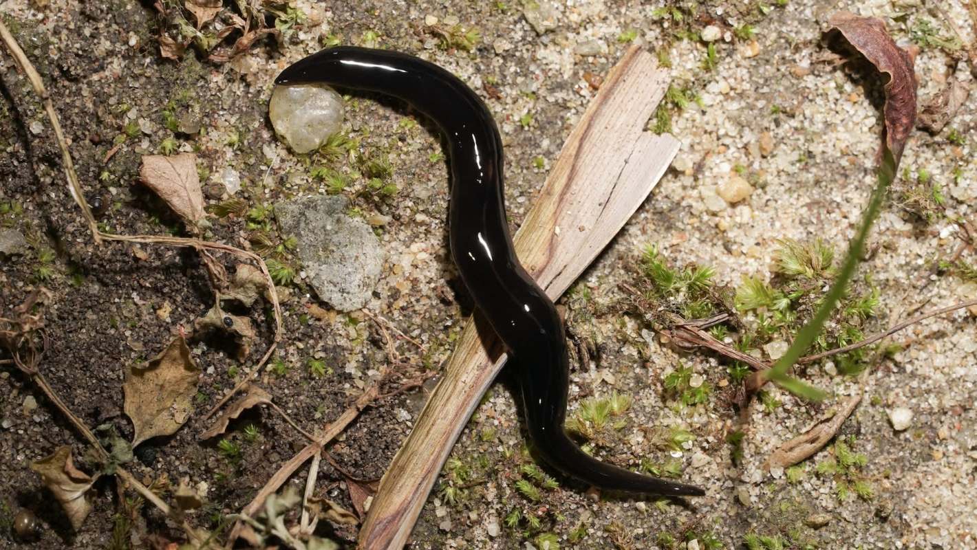 A black New Guinea flatworm on the ground among leaves and moss.