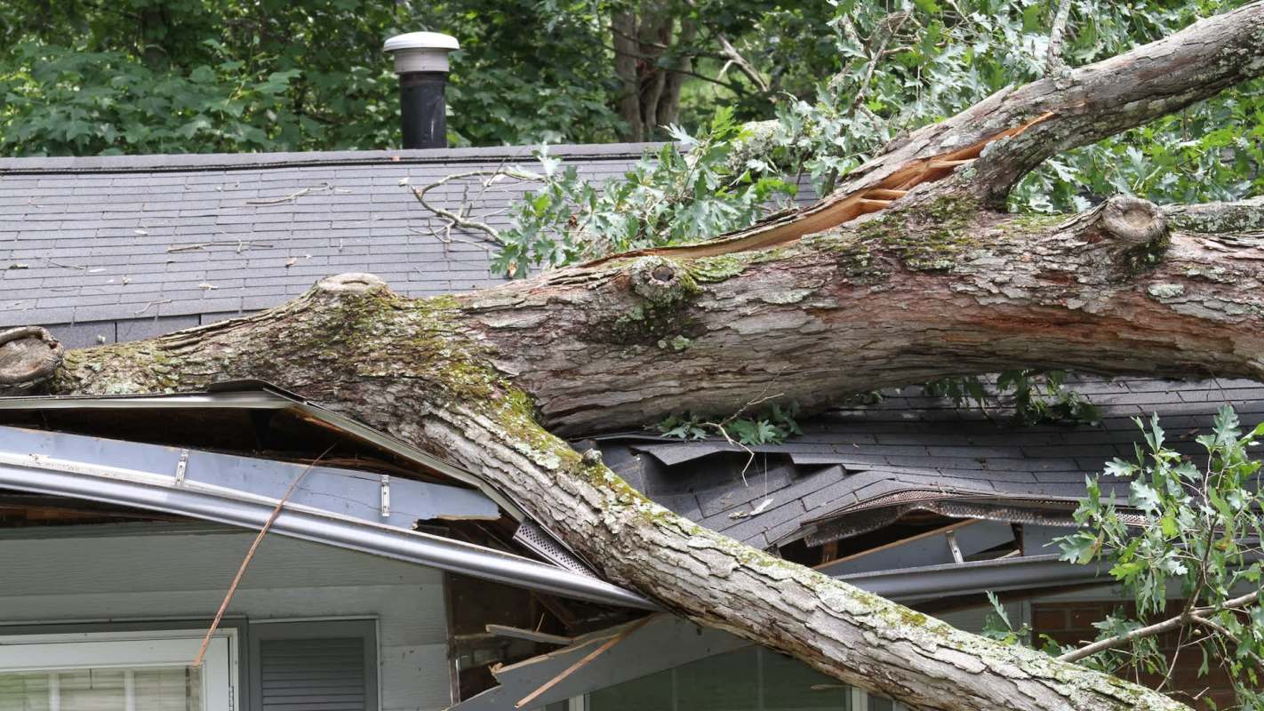 A tree on a house.