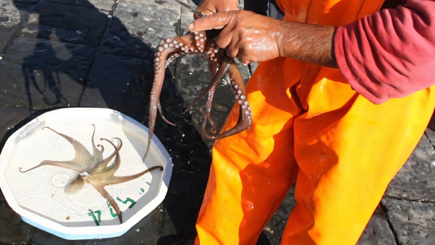A person holds an octopus with another octopus displayed on a plate nearby.