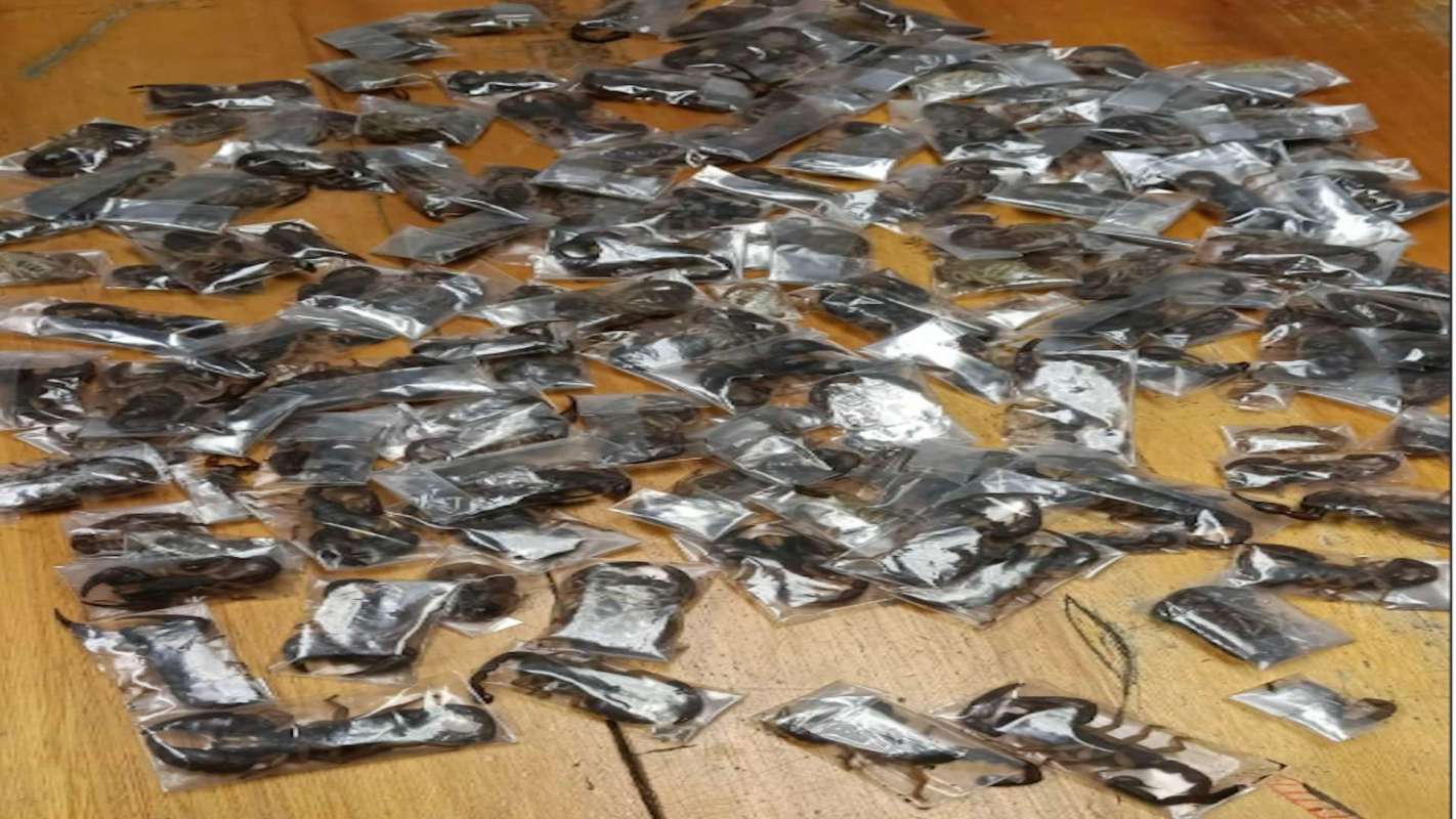 Multiple scorpions encased in clear plastic bags on a wooden surface.