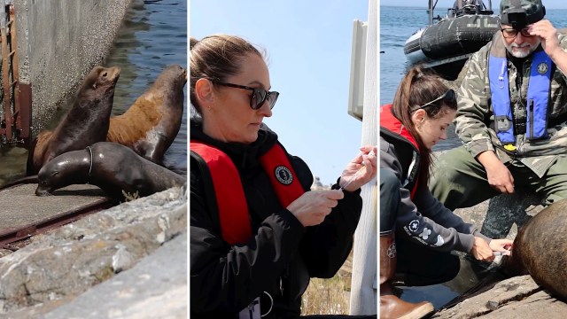 Researchers checking on sea lions.