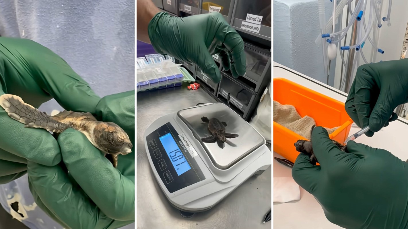 A person in green gloves holds a baby turtle, weighs it on a scale, and administers a syringe in a medical setting.