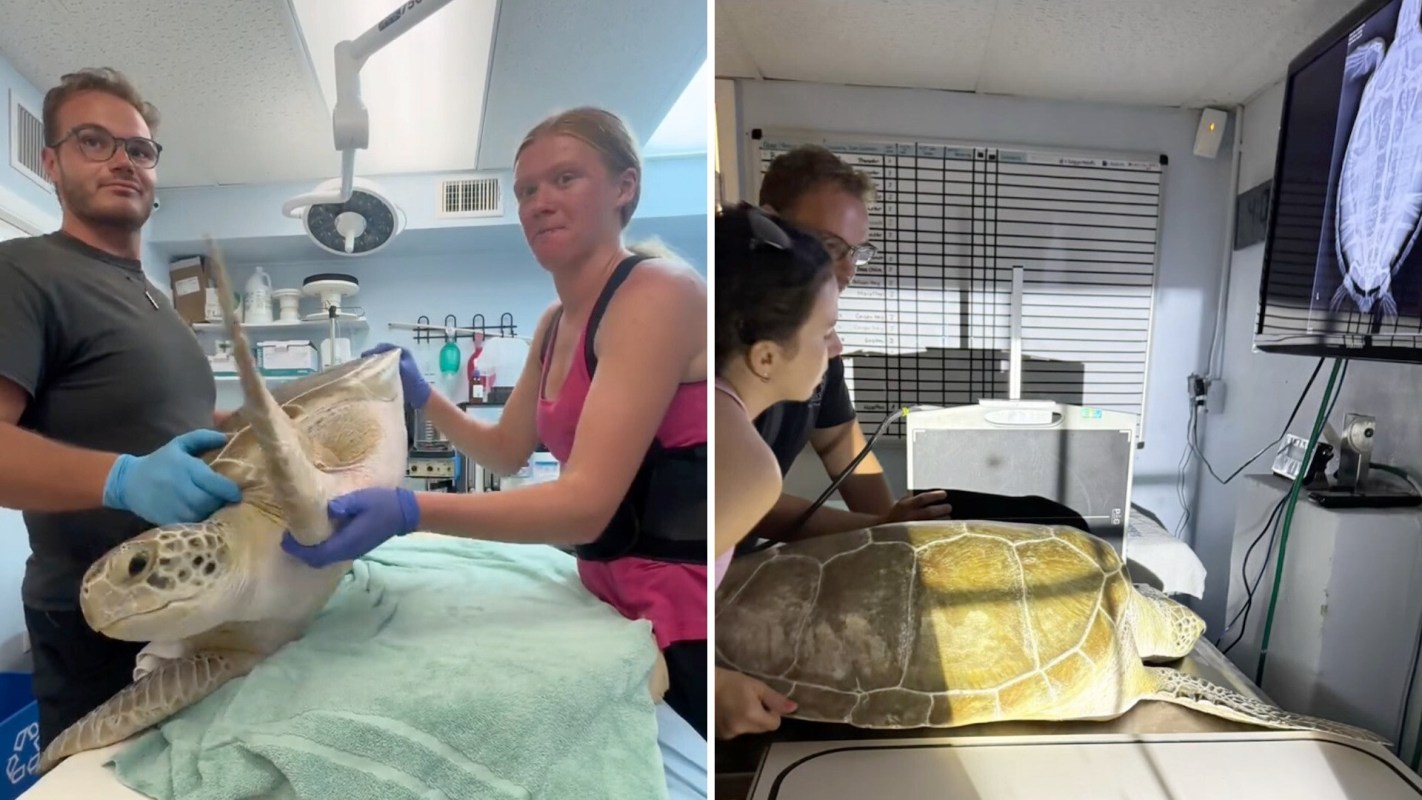 Two images of veterinarians handling a sea turtle for treatment, one preparing it and another examining X-rays.