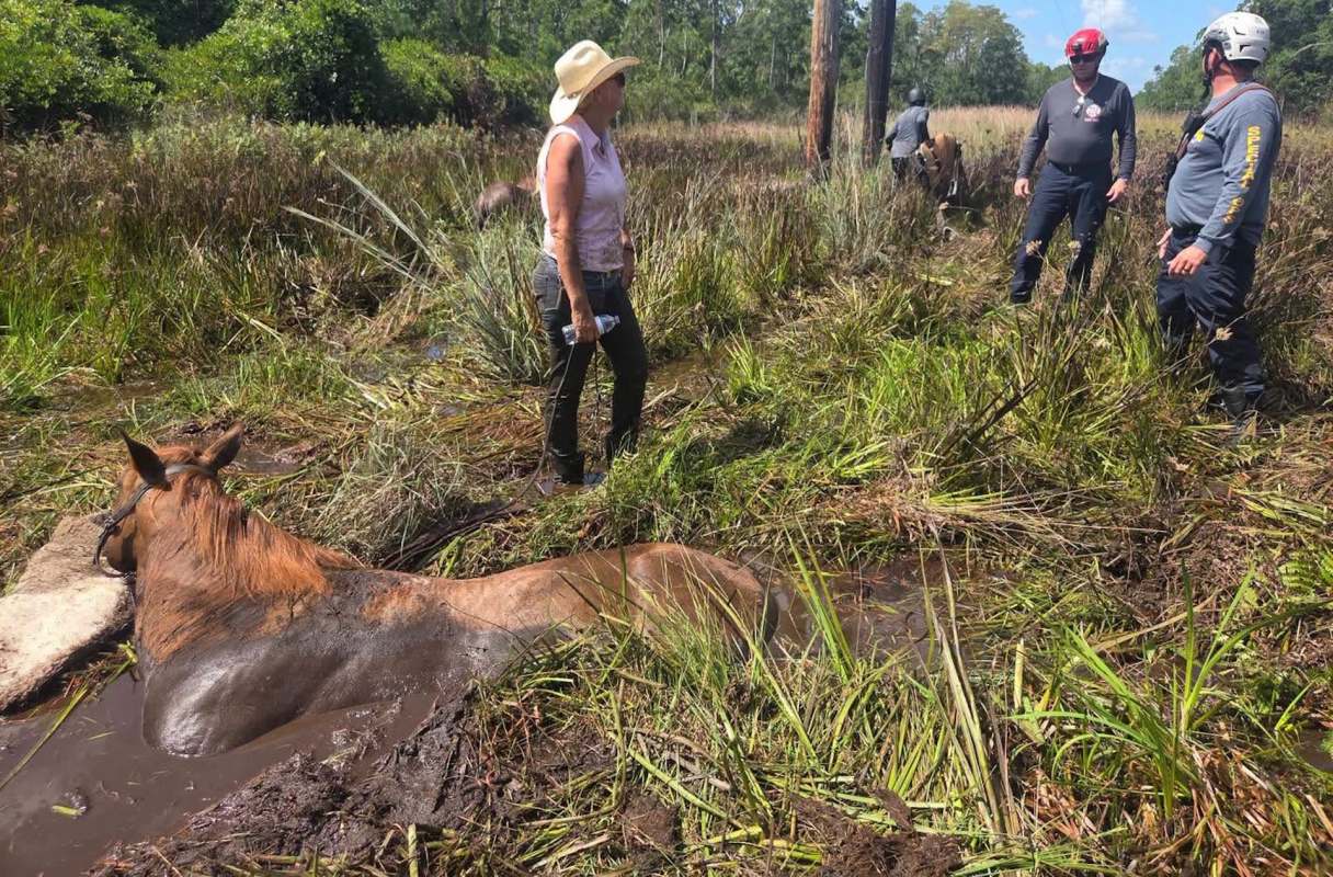 A rescue team by a horse stuck in mud.