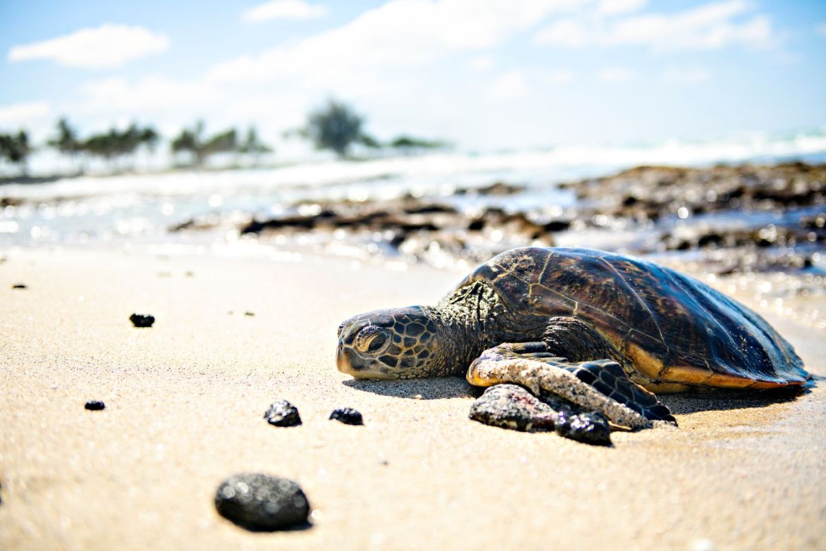 A sea turtle on the beach.