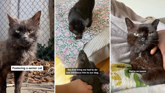 'Like watching a cat age in reverse': 15-year-old street cat goes from matted to clean cuddlebug