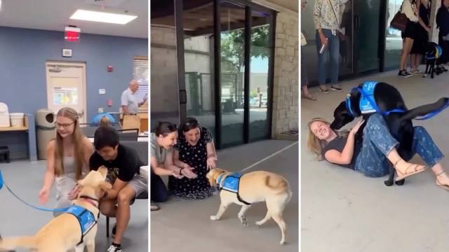 Three service dogs enthusiastically greet people who trained them.