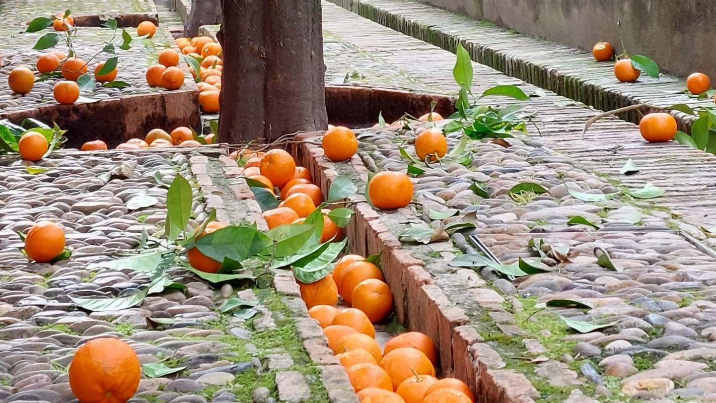 Oranges and green leaves scattered along a cobblestone path near a tree.