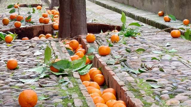 Nearly 6 million kilos of street oranges in Spain become electricity, not food