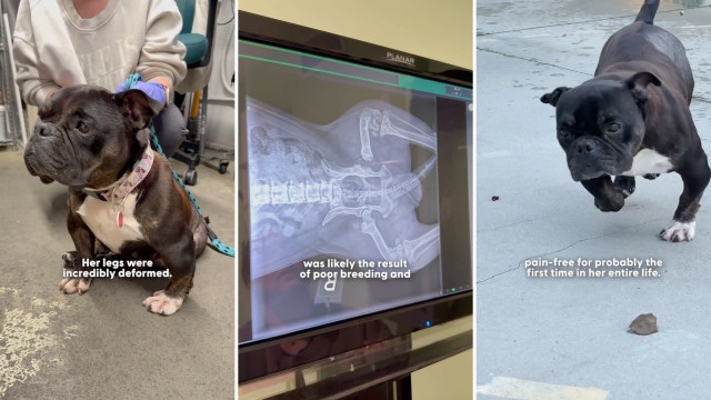 Shelter dog Sharon could barely walk after years of overbreeding, then she began to run