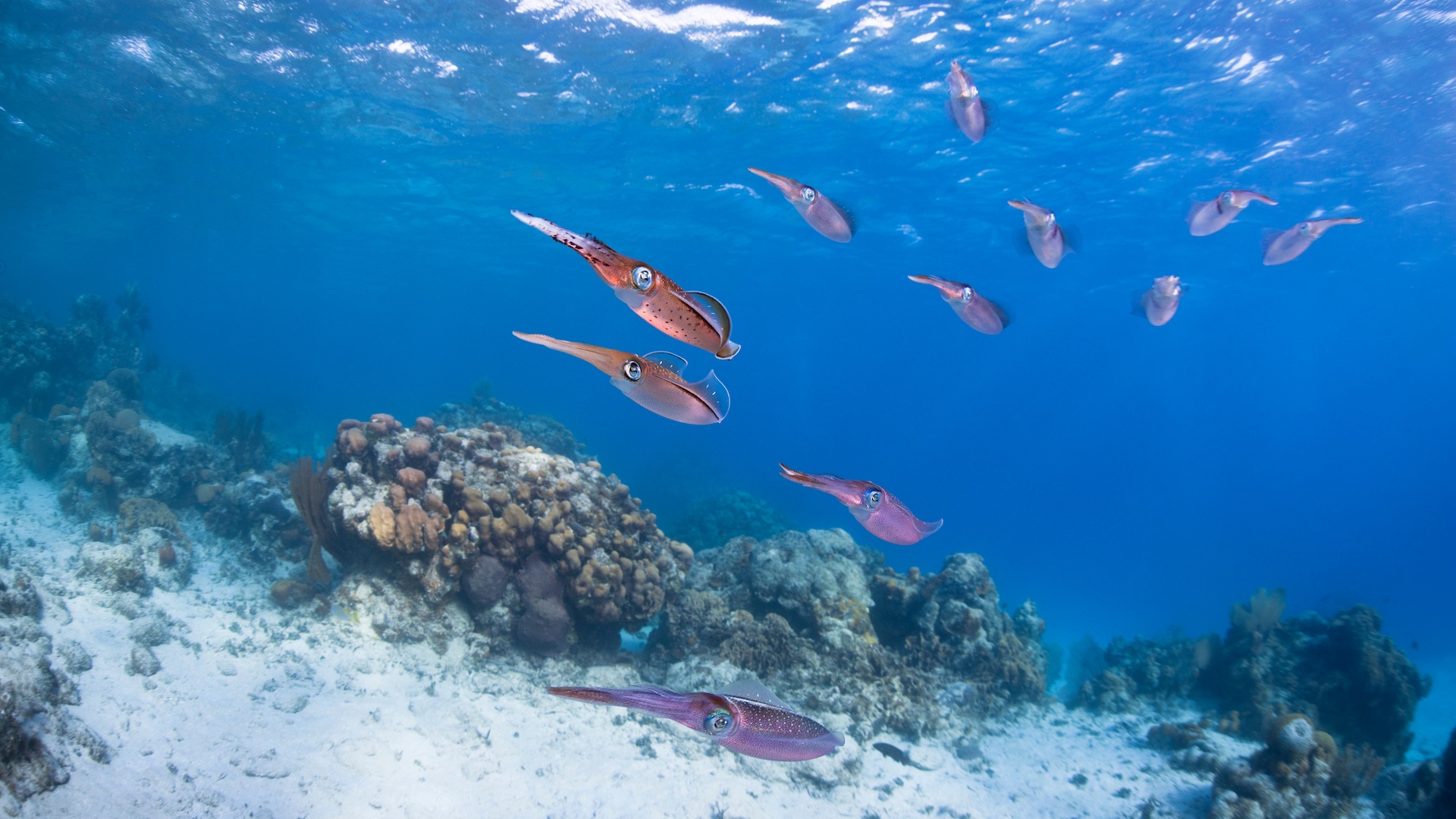 Squid populations are surging worldwide, but experts say oceans may be paying the price