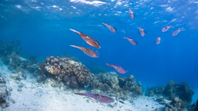 A group of squids swimming near a coral reef in clear blue water.
