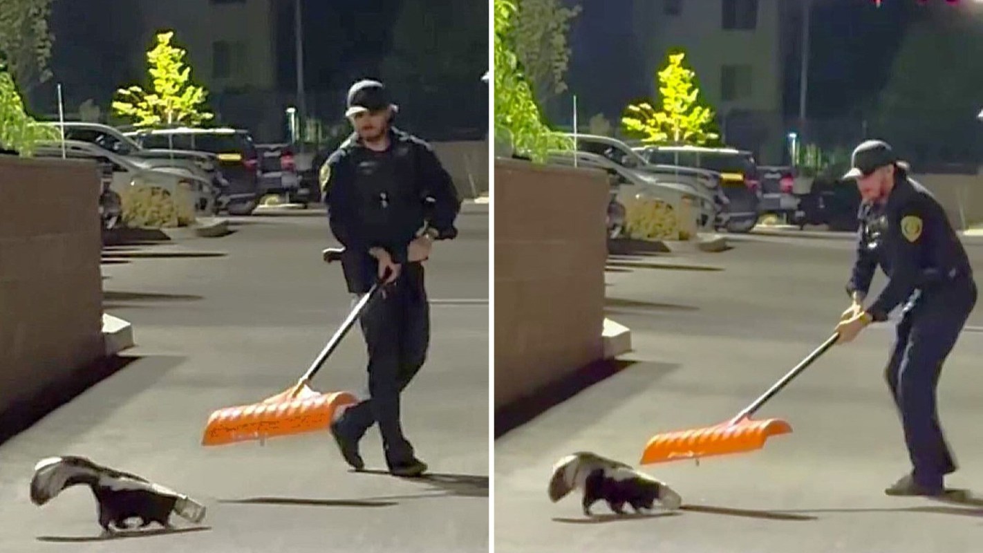 A police officer trying to use a shovel to get a jar off a skunk's head.