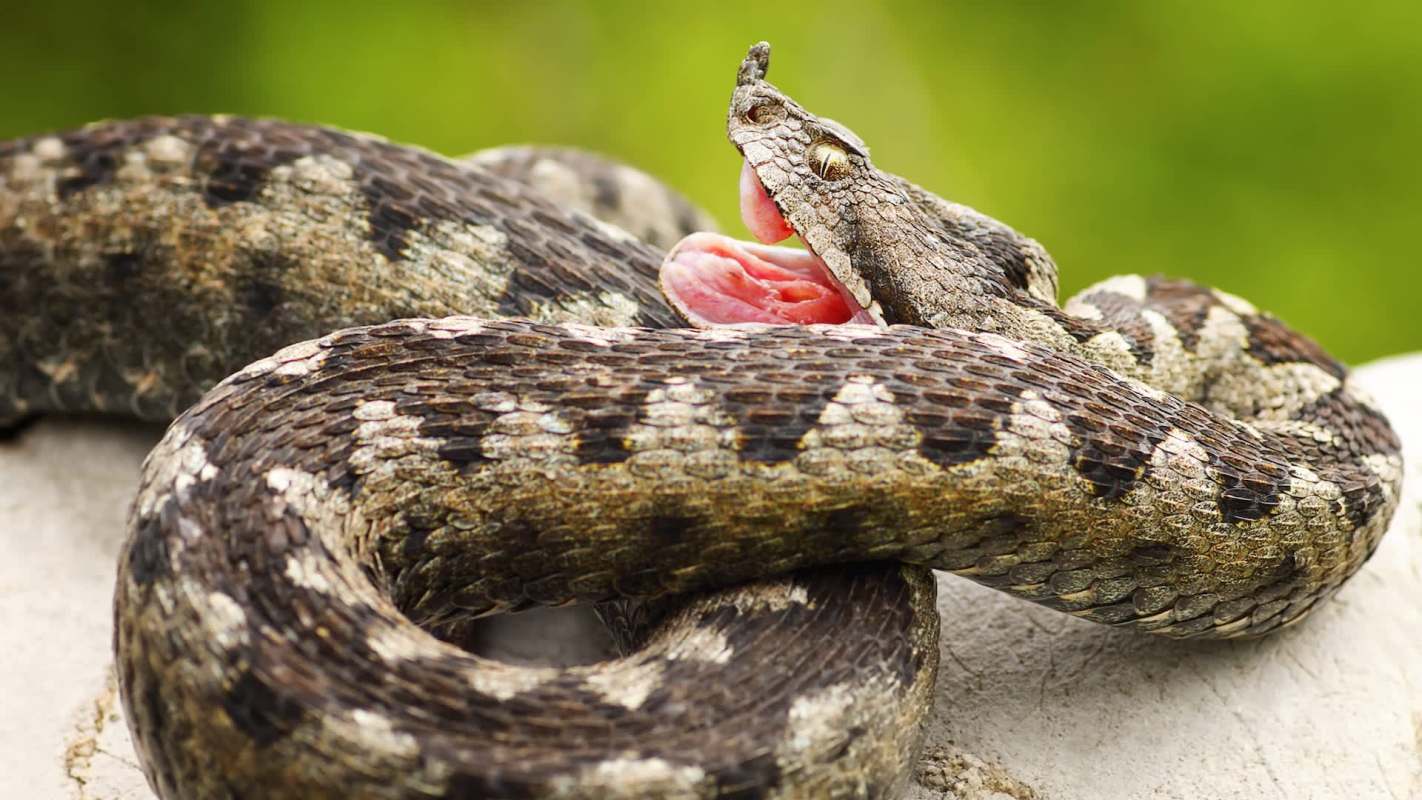 A horned viper with patterned scales is coiled and has its mouth slightly open.