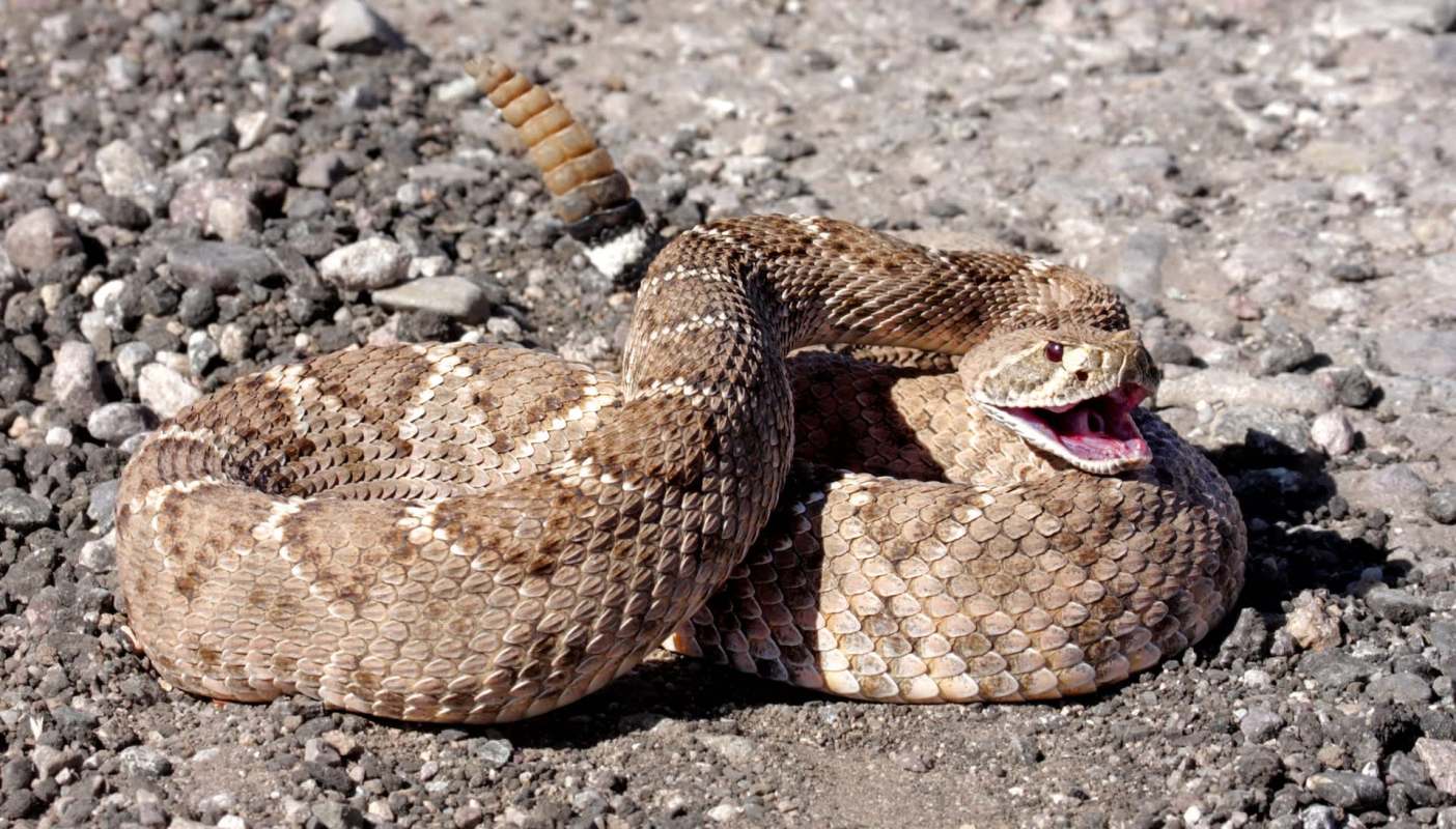 A coiled rattlesnake on a gravel surface, displaying its distinctive patterns and rattle.