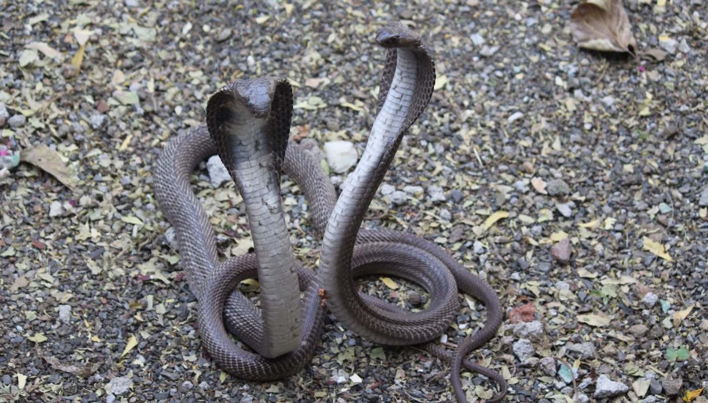 Two cobras facing each other on a gravel surface with scattered leaves.