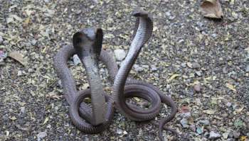 Two cobras facing each other on a gravel surface with scattered leaves.