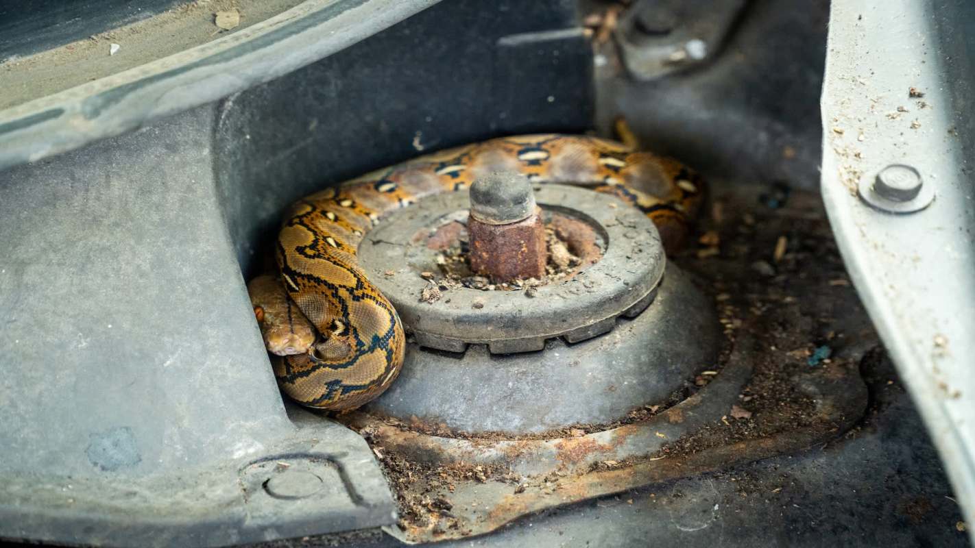 A snake curled around a metal component inside a vehicle.