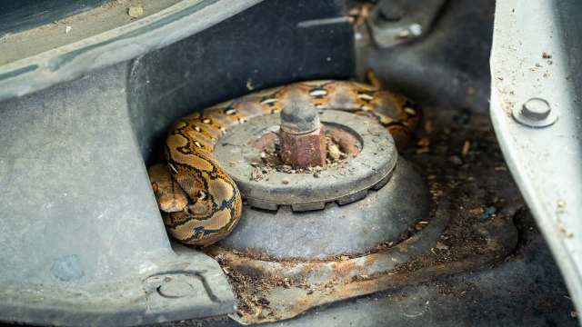 Thailand driver calls firefighters after finding 13-foot snake hiding inside pickup