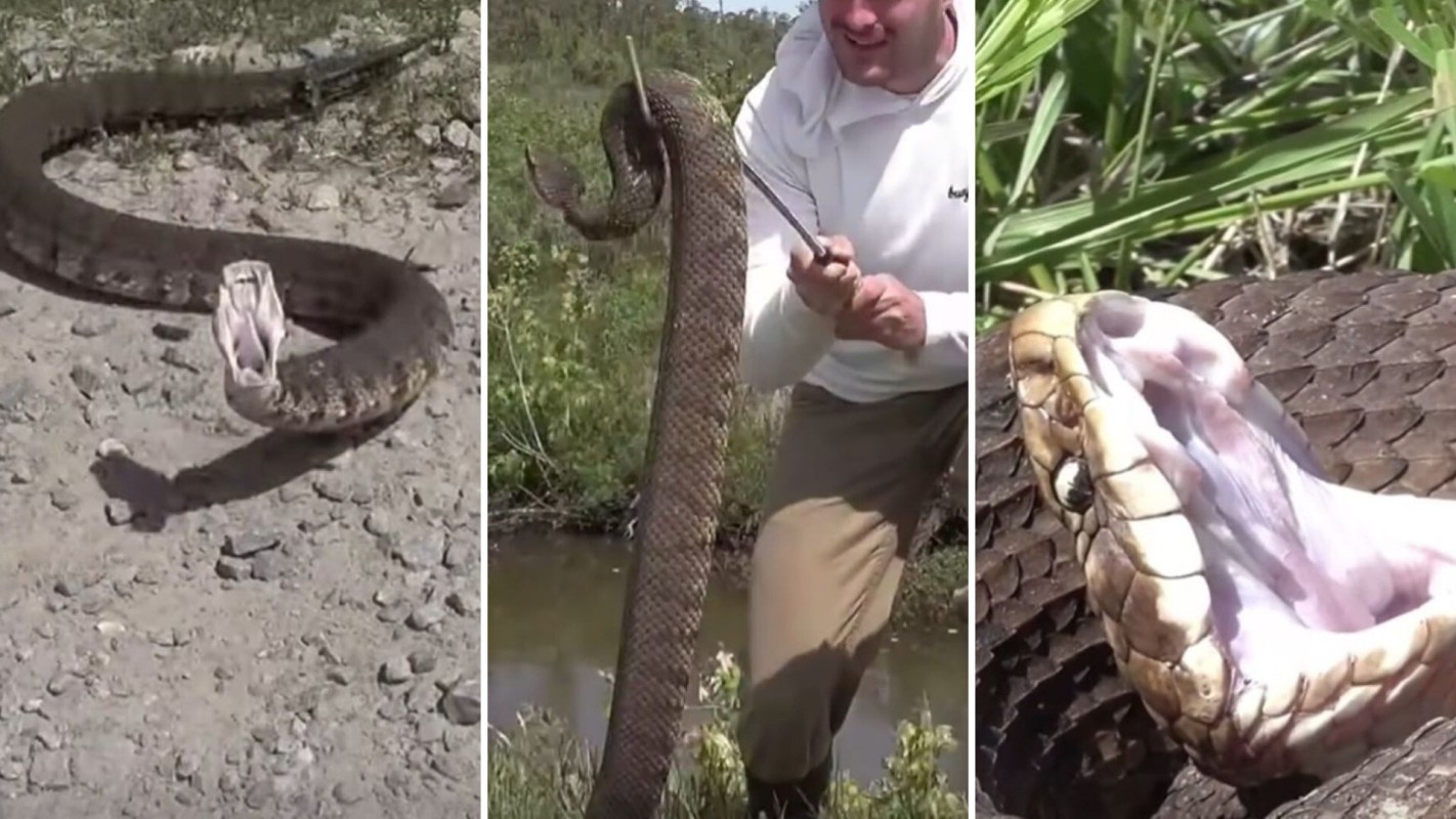 A snake being handled with a snake hook, the snake slithering forward, and the snake with its mouth wide open
