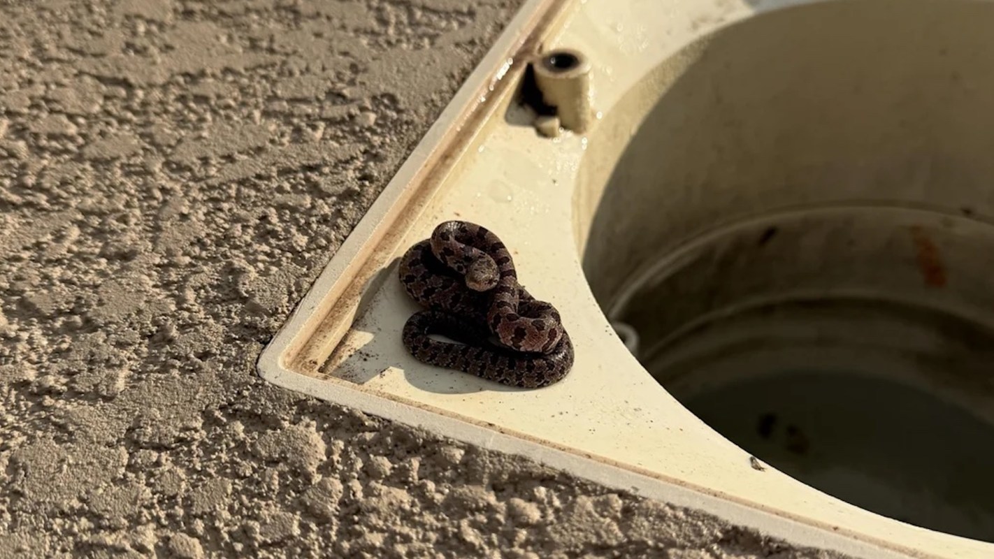 A small snake resting near a circular drain on a textured surface.