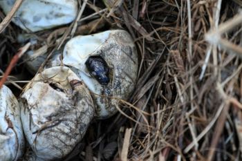 A snake hatchling peeks out of its egg surrounded by other eggs