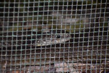 A snake looks through a cage