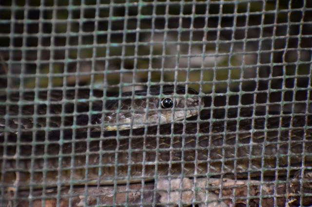 A snake looks through a cage