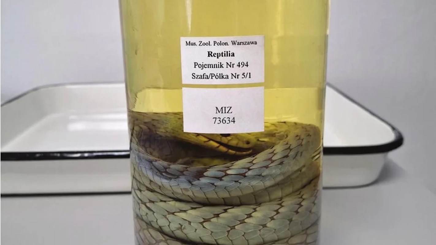 A preserved snake in a glass container with a label.