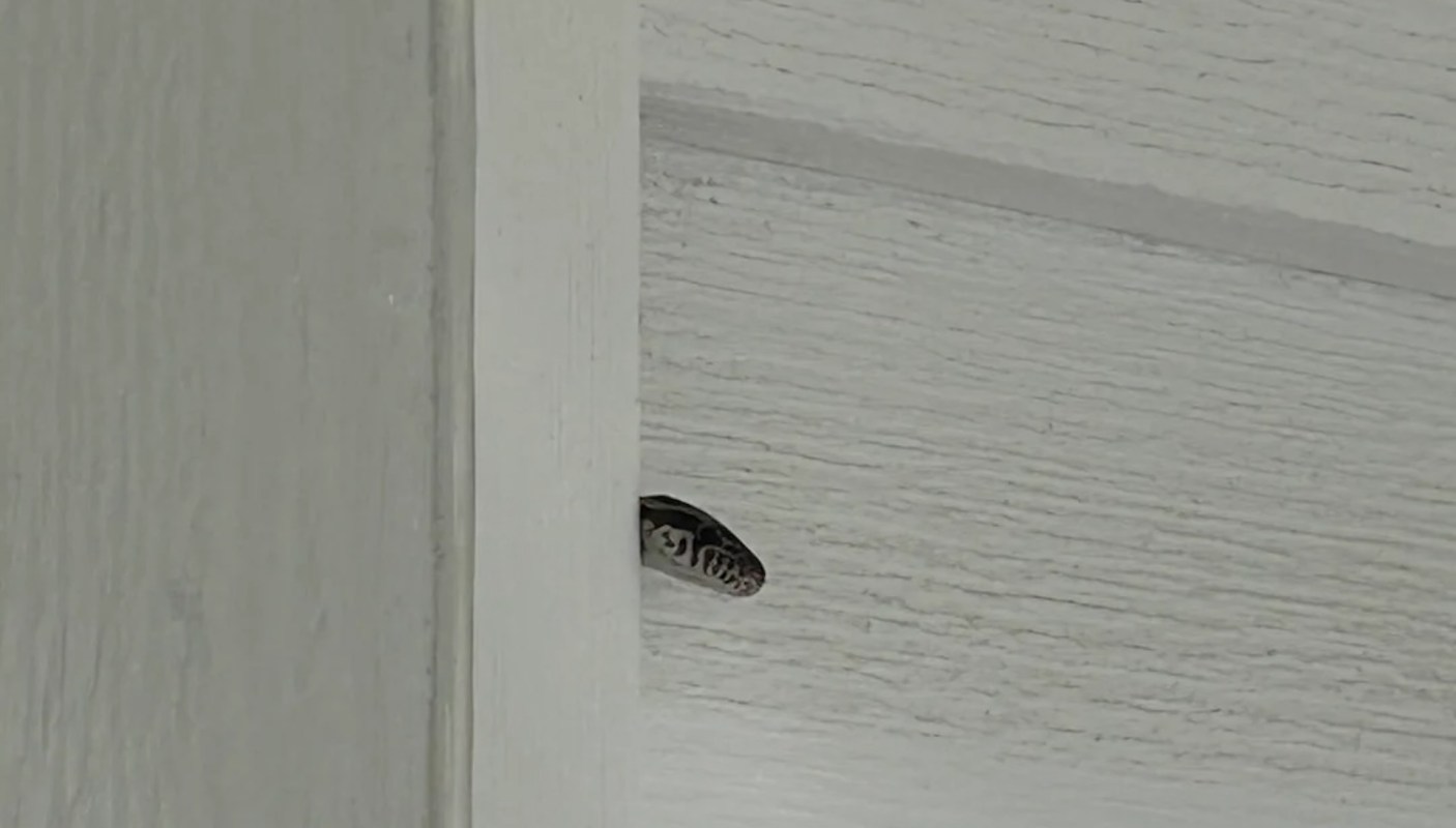 A snake is partially visible between two wooden panels of a door.