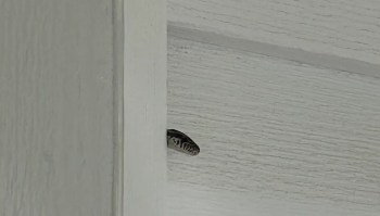 A snake is partially visible between two wooden panels of a door.