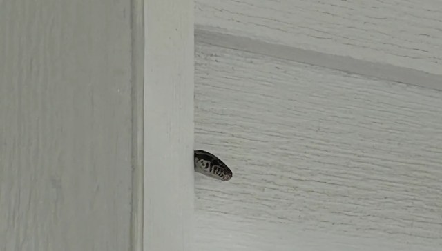 A snake is partially visible between two wooden panels of a door.