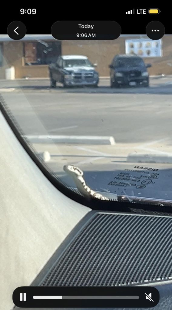 A snake on a windshield.