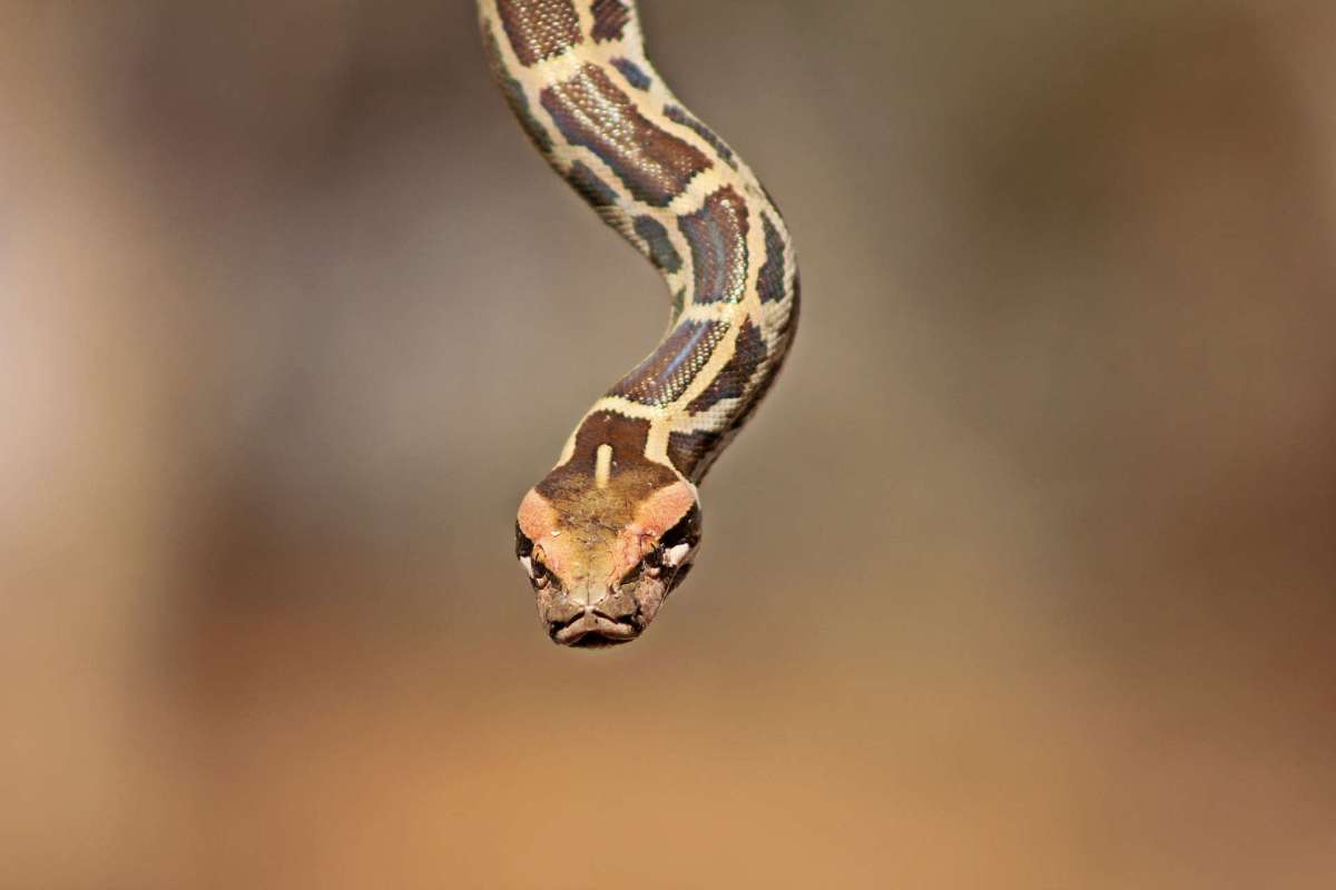 A snake with a patterned body and distinct head is poised in a natural setting.