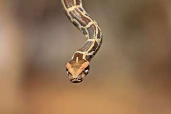 A snake with a patterned body and distinct head is poised in a natural setting.