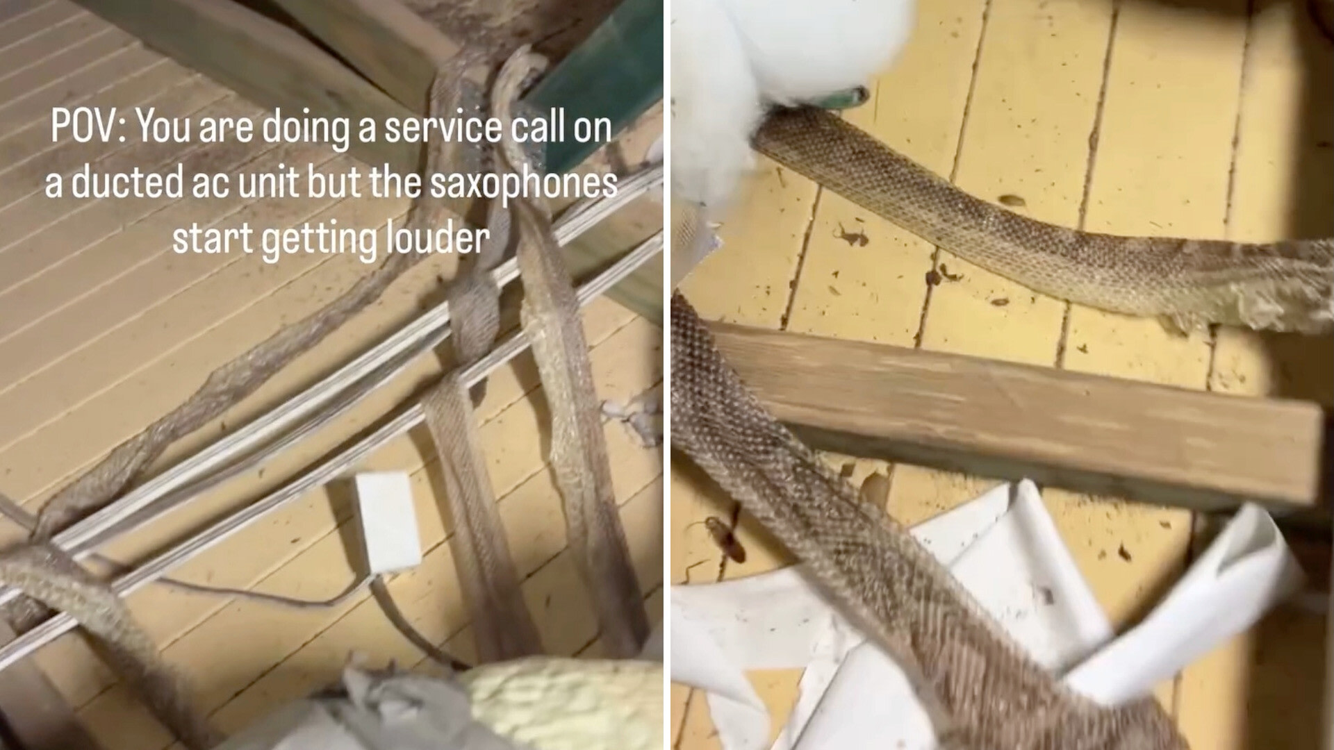 In Australia, AC worker inspecting broken unit finds 20 snake skins in attic