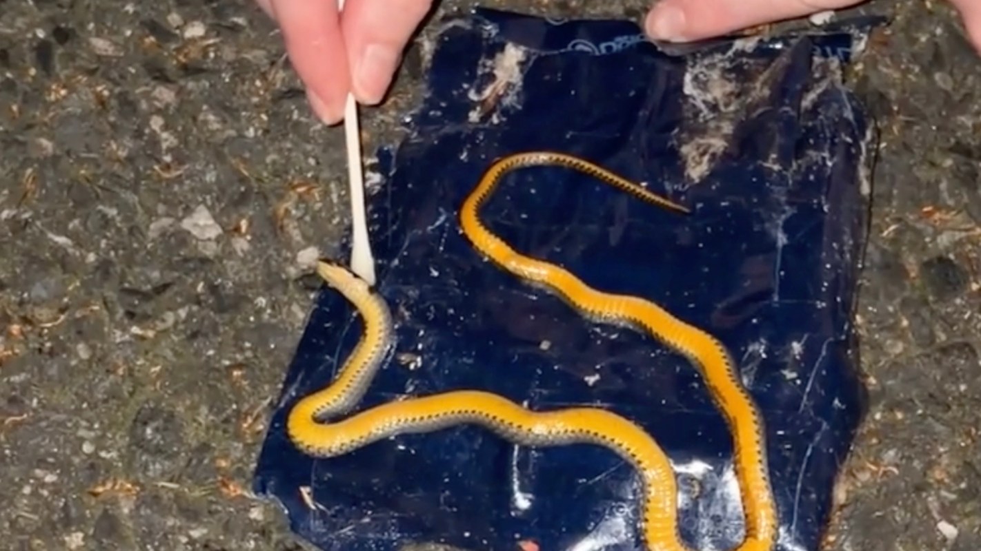 A snake is positioned on a plastic bag while a person uses a stick to interact with it.
